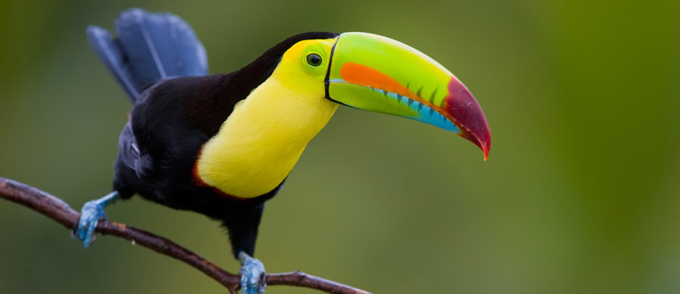 Tucan
